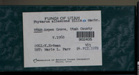 Image Associated With the Occurence